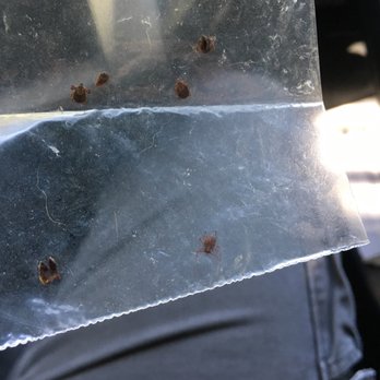 Quest Pest Control - Ticks caught in a plastic bag - Pest Control Near Me - Rocky Point, New York Quest Pest Control - Ticks caught in a plastic bag - Pest Control Near Me - Rocky Point, New York