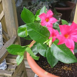 Beautiful Mandevilla from Rhoads Garden Beautiful Mandevilla from Rhoads Garden