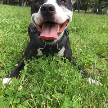 Bark and Burn - always has a big smile playing with Chad! - Dog Walkers Near Me - New York, New York Bark and Burn - always has a big smile playing with Chad! - Dog Walkers Near Me - New York, New York
