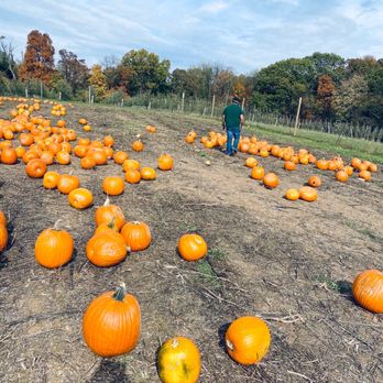 Gaver Farm - Pumpkins! - Pick Your Own Farms Near Me - Mount Airy, Maryland Gaver Farm - Pumpkins! - Pick Your Own Farms Near Me - Mount Airy, Maryland