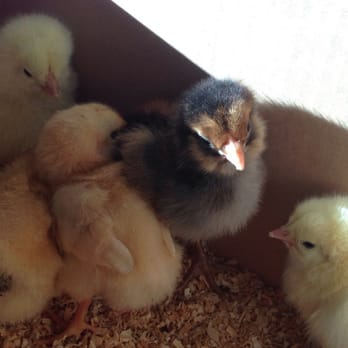 Southern States Frederick Cooperative Farm Store - Welcome to your new home girls! 3 day old I think. 3 orpingtons. 2 light brahmas. 1 ameraucana. - Home & Garden Near Me - Frederick, Maryland Southern States Frederick Cooperative Farm Store - Welcome to your new home girls! 3 day old I think. 3 orpingtons. 2 light brahmas. 1 ameraucana. - Home & Garden Near Me - Frederick, Maryland