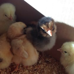 Southern States Frederick Cooperative Farm Store - Welcome to your new home girls! 3 day old I think. 3 orpingtons. 2 light brahmas. 1 ameraucana.