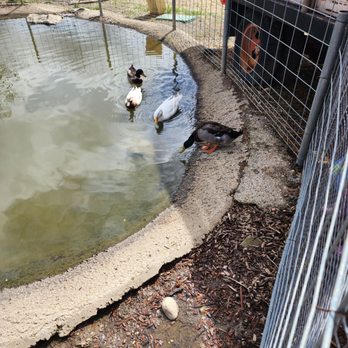 Cover's Apple Ranch - Duck pond - Bakeries Near Me - Tuolumne, California