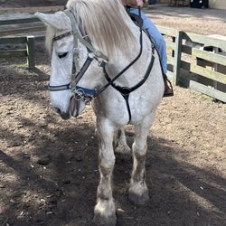 Lawton Stables - Maggie