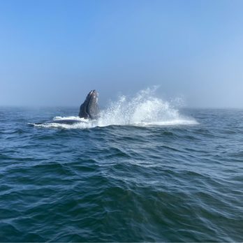 Fast Raft Ocean Safaris - We had so much fun and learned a lot about humpbacks! - Whale Watching Tours Near Me - Monterey, California