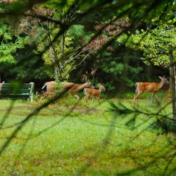 Ocean County Park - Deers