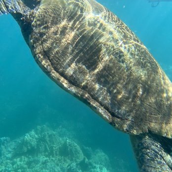 Maui Kayak Adventures - Saw several turtles - Rafting/Kayaking Near Me - Kihei, Hawaii Maui Kayak Adventures - Saw several turtles - Rafting/Kayaking Near Me - Kihei, Hawaii