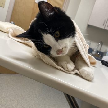 Pet Emergency Center - Emergency Pet Hospital Near Me - Mount Vernon, Washington Pet Emergency Center - Emergency Pet Hospital Near Me - Mount Vernon, Washington