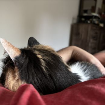 Second Hand Siamese 2 Rescue - Pet Adoption Near Me