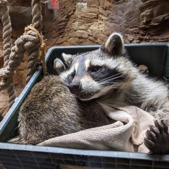 CuriOdyssey - Zoos Near Me - San Mateo, California