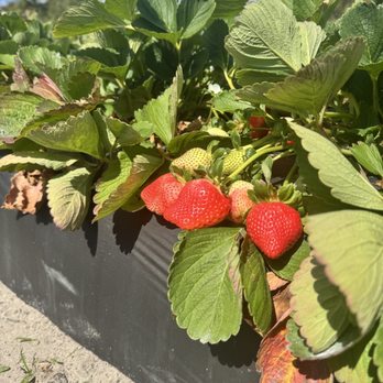 Berry Sweet Acres - Strawberries - Pick Your Own Farms Near Me - Plant City, Florida