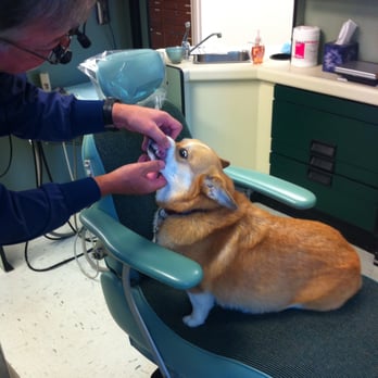 Lakeshore Dental - Corgi! - General Dentistry Near Me - Virginia Beach, Virginia