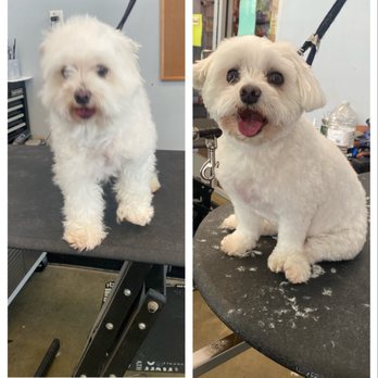 Doggone Pets - Pet Groomers Near Me Doggone Pets - Pet Groomers Near Me