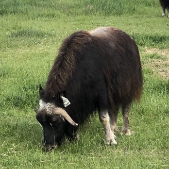 Musk Ox Farm - CSA Near Me - Palmer, Alaska