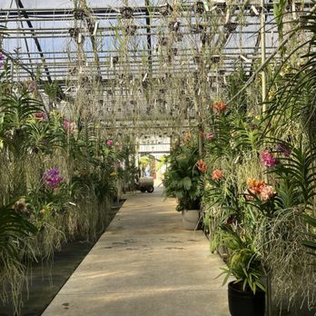 Palmer Orchids - Orchids - Nurseries & Gardening Near Me - Bradenton, Florida