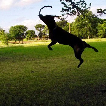 Ruff Puppy Boarding & Training - Pet Training Near Me Ruff Puppy Boarding & Training - Pet Training Near Me