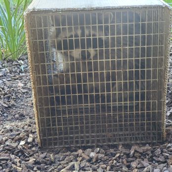 Wildlife Removal Services - Pest Control Near Me - San Diego, California Wildlife Removal Services - Pest Control Near Me - San Diego, California
