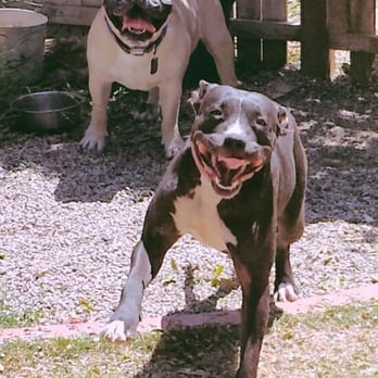 Down To Earth Dogs - Can Lacey and her new friend smile any bigger? I don't think so!! I love to see my pup smile. - Pet Training Near Me Down To Earth Dogs - Can Lacey and her new friend smile any bigger? I don't think so!! I love to see my pup smile. - Pet Training Near Me