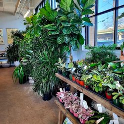 Grounded Plant & Floral