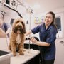 Photo of Barkbus Mobile Dog Grooming