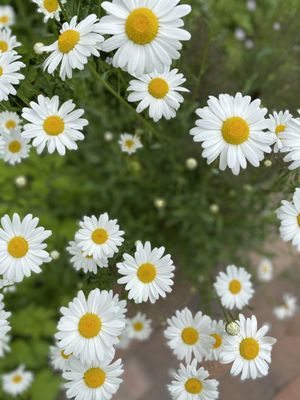 Idaho Botanical Garden by null
