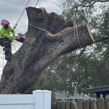 Swift Oaks - Tree Services Near Me - Palm Coast, Florida Swift Oaks - Tree Services Near Me - Palm Coast, Florida