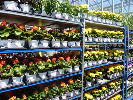 Orange Garden Center - 223 Photos & 48 Reviews - Nurseries & Gardening