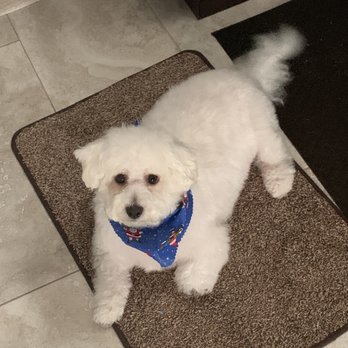 petsvilla - Pet Groomers Near Me - Staten Island, New York petsvilla - Pet Groomers Near Me - Staten Island, New York