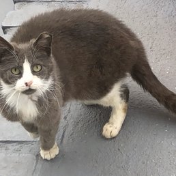 Here's our Gracie. She will make a fine house cat. Here's our Gracie. She will make a fine house cat.