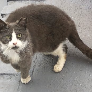 Veterinary Emergency Group - Here's our Gracie. She will make a fine house cat. - Emergency Pet Hospital Near Me - Carle Place, New York Veterinary Emergency Group - Here's our Gracie. She will make a fine house cat. - Emergency Pet Hospital Near Me - Carle Place, New York