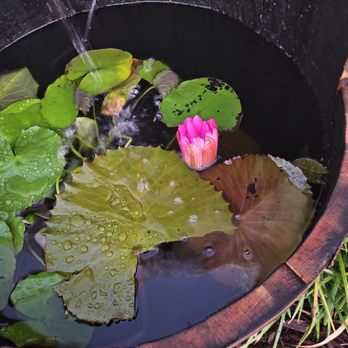 Sunny Landscapes - a pink flower in a bowl of water - Landscape Architects or Designers Near Me - Bradenton, Florida