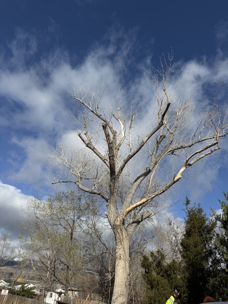 Aviles Tree Services - tree service in Reno, NV