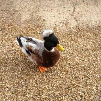 Seaview Wildlife Encounter - I called him Elvis! - Active Life Near Me - Seaview, IOW Seaview Wildlife Encounter - I called him Elvis! - Active Life Near Me - Seaview, IOW