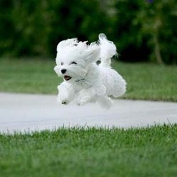 Obedience training gives a dog freedom.