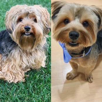 MC Groomer - Pet Groomers Near Me MC Groomer - Pet Groomers Near Me