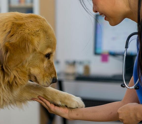 ANIMAL EMERGENCY HOSPITAL 34 Photos & 79 Reviews 696 S Yonge St