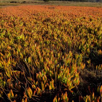 Half Moon Bay Coastal Trail - Ice Plant patch in color - Hiking Near Me - Half Moon Bay, California Half Moon Bay Coastal Trail - Ice Plant patch in color - Hiking Near Me - Half Moon Bay, California