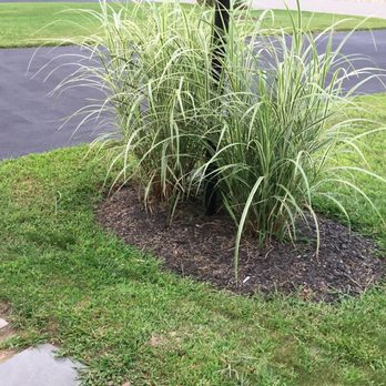 The Angels Garden - Zebra Grass - Landscaping Near Me - West Bridgewater, Massachusetts The Angels Garden - Zebra Grass - Landscaping Near Me - West Bridgewater, Massachusetts