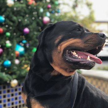 Off Leash K9 Training  - Pet Training Near Me - Murrieta, California