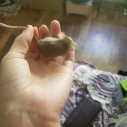 Zamzows - Its not even close to adult size. I have tiny hands and it still looks like a baby
