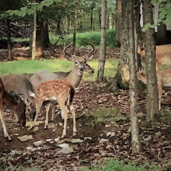 Mountain Vista Campground - Campgrounds Near Me - East Stroudsburg, Pennsylvania