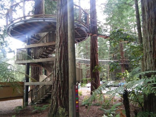 Redwoods – Whakarewarewa Forest by null