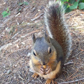 Little Si - Little Si gutsy squirrel - Hiking Near Me