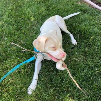 Dogspeak Dog Training - Daily adventure... - Dog Walkers Near Me Dogspeak Dog Training - Daily adventure... - Dog Walkers Near Me