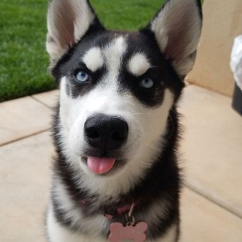 The Puppy Store - Kimura the Husky - Pet Stores Near Me - Washington, Utah