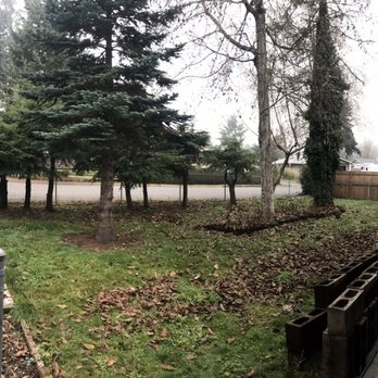 Dead Or Alive Tree Service - Yard before the trees were cut down - Tree Services Near Me - Olympia, Washington Dead Or Alive Tree Service - Yard before the trees were cut down - Tree Services Near Me - Olympia, Washington