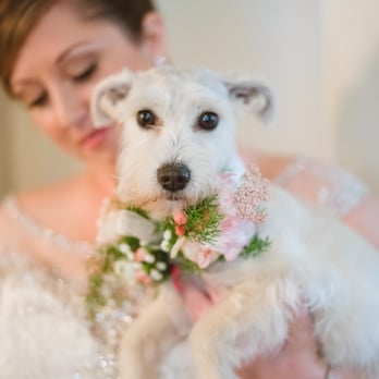 Floralisa - Duchess with her cute flower collar! - Florists Near Me