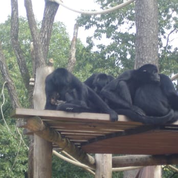 Apenheul - Zoos Near Me - Apeldoorn, GE