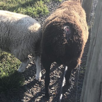 Atlantic Farms - This poor sheep had a huge gash on its back. Not sure if it's been addressed or not but not something I want to pay to see at a farm. - Farms Near Me - Manasquan, New Jersey Atlantic Farms - This poor sheep had a huge gash on its back. Not sure if it's been addressed or not but not something I want to pay to see at a farm. - Farms Near Me - Manasquan, New Jersey