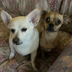 Holly's Happy Hounds - Yogi & Daisy